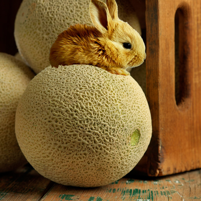 Bunny-Cantaloupe