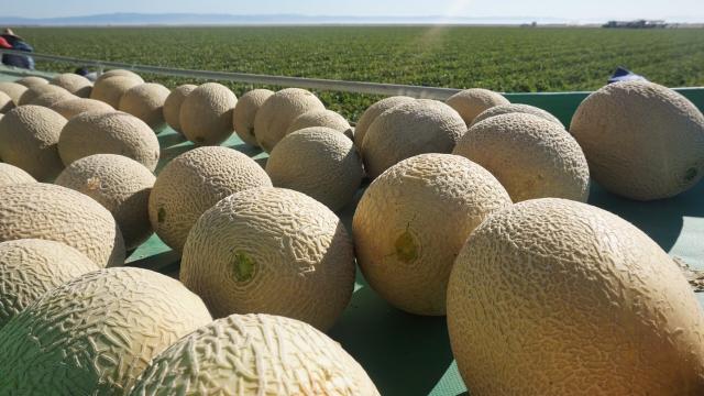 cantaloupes-15-04-29