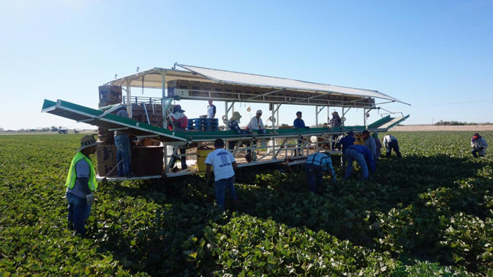 picking-cantaloupes