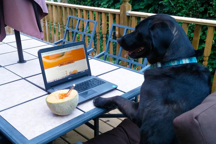 dog-with-cantaloupe