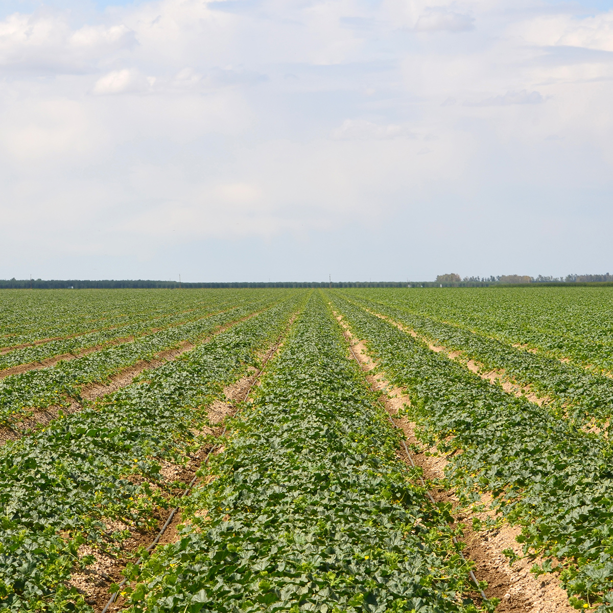 California cantaloupe farm