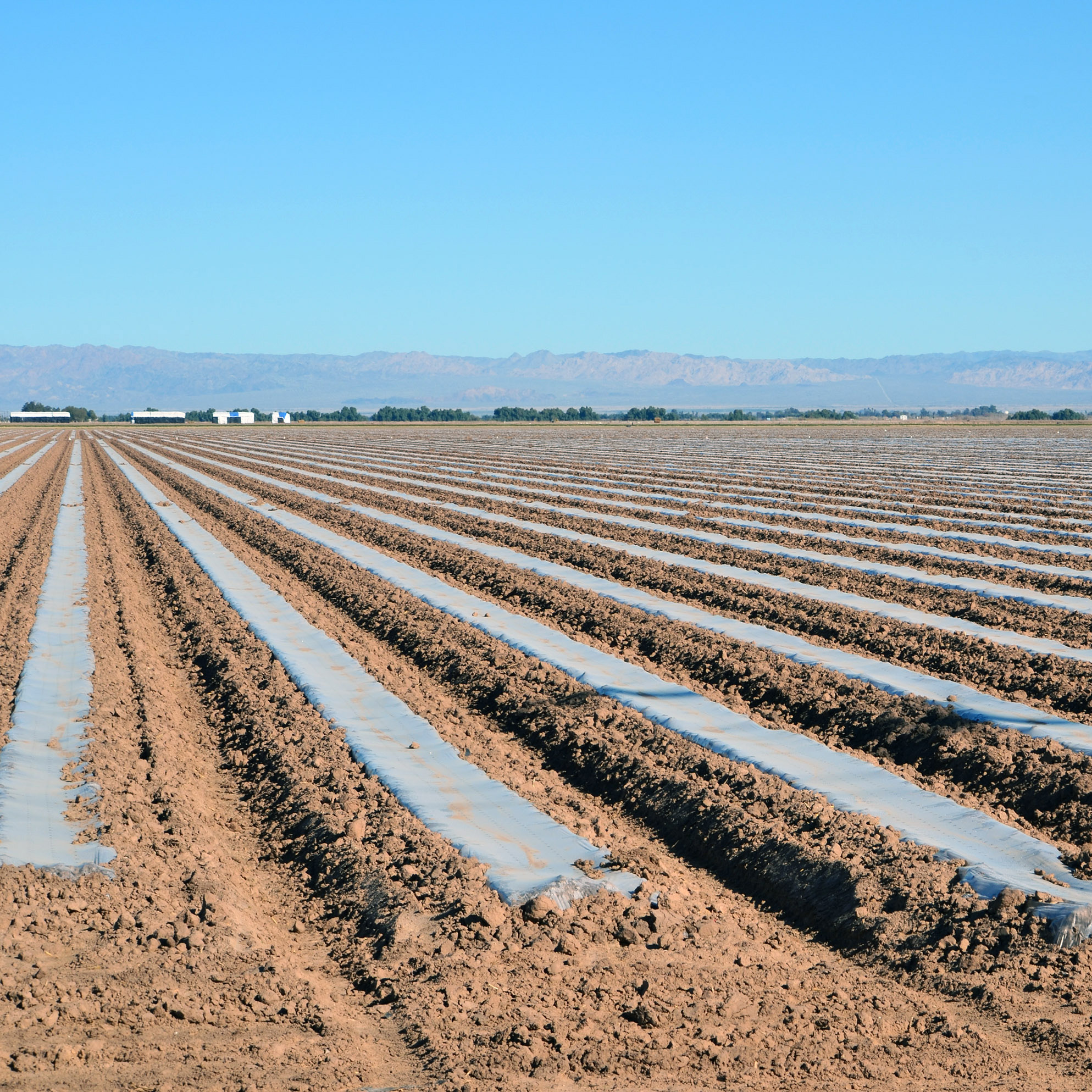 California cantaloupe farm field