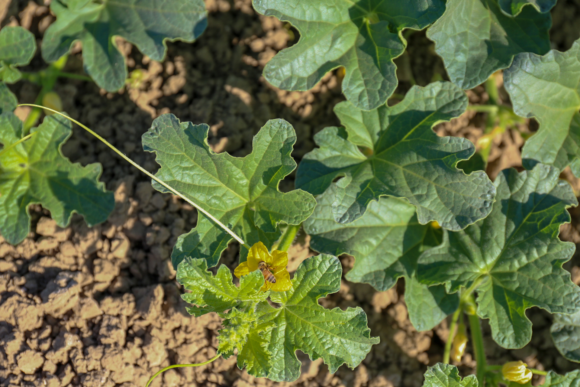 The California Cantaloupe from Plant to Harvest – California Cantaloupes