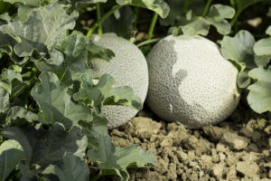 Picking the Perfect Cantaloupe - Tips on new variety selection, ripening and at home safety practices