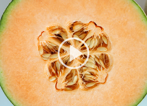 cantaloupe