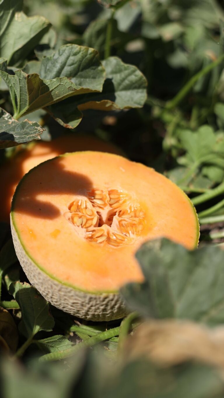 We call it the Brachiosaurus 🦕

Unloads ~6,000 cantaloupes at a time

That’s real Farm-to-Fork🍈