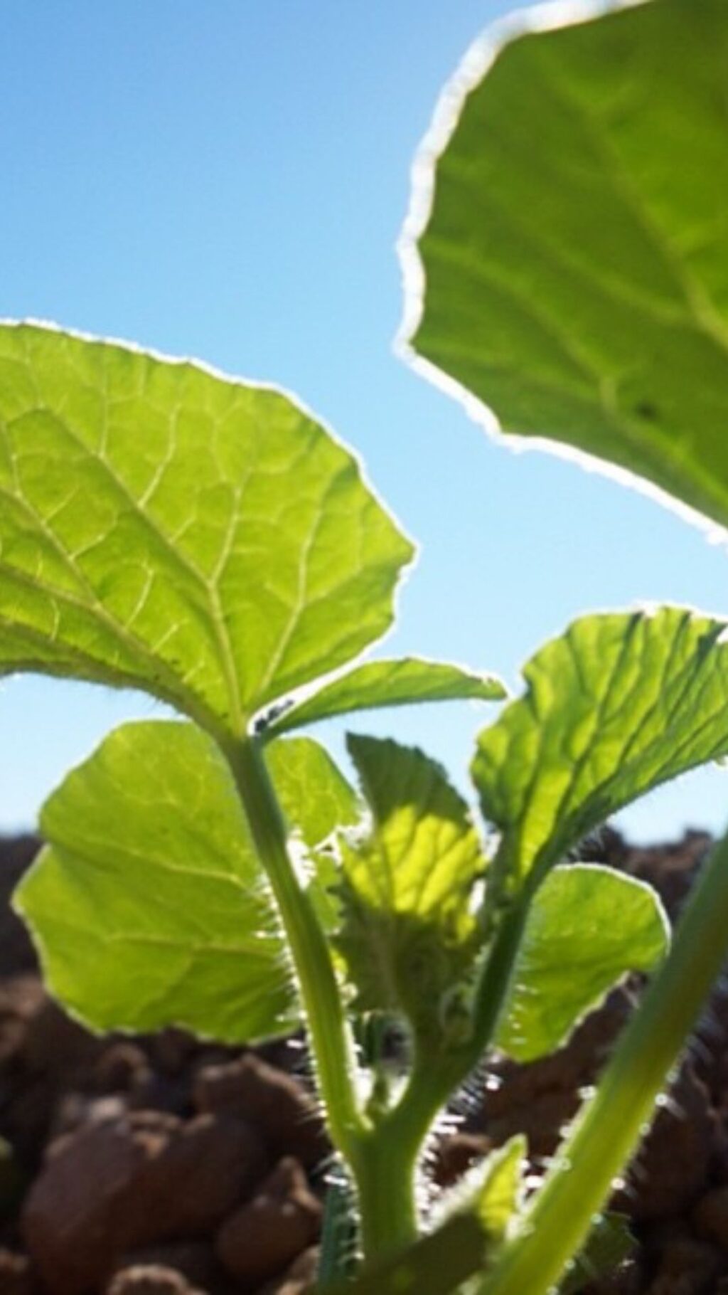 🤫 shhh, it's a trade secret!

🔗 Learn more about how California cantaloupes are planted through the link in our bio!