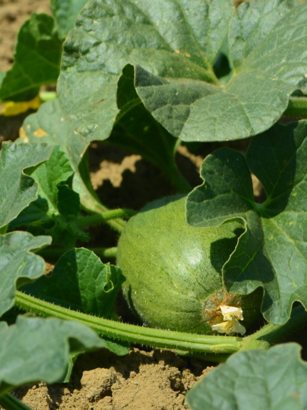 Just a baby cantaloupe here saying hi!👋

☺️🤭🧡